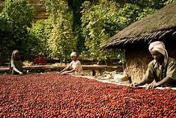 3 people processing coffee cherries