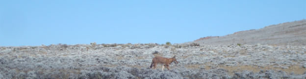 Panoramic view of a lone Ethiopian Wolf