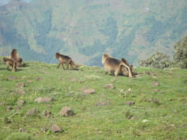 Group of Gelalda monkeys in the Simen Mountains