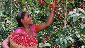 Woman harvesting coffee cherries